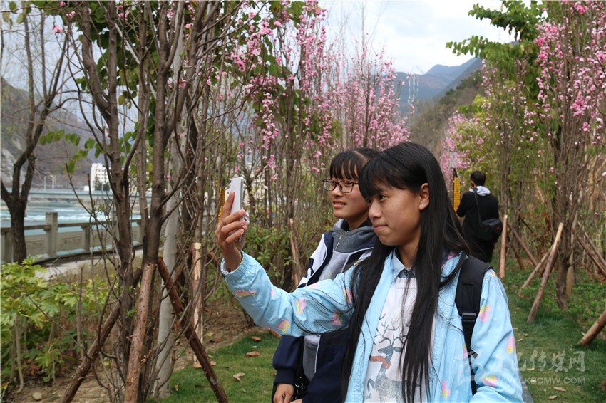 春光俏！“醉”是瀘定春三月，踏青賞花正當時
