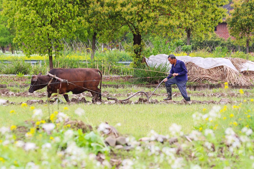 清明將至，各地農(nóng)事忙