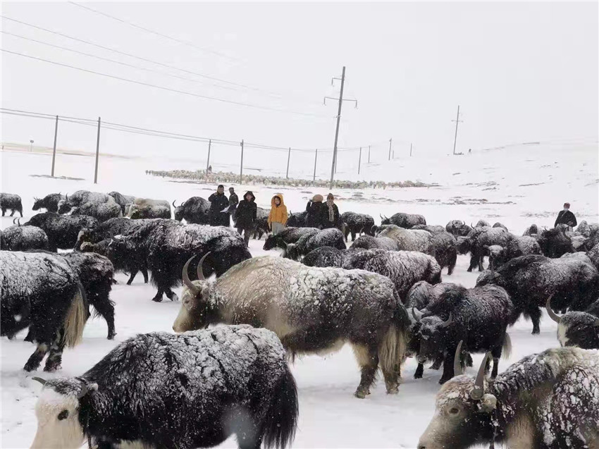 地處“云端之上”生命禁區(qū)“的農(nóng)行石渠支行80后青年益西多吉說”今年疫情流行，大伙冒雪下鄉(xiāng)送金融服務(wù)，新年首日就為農(nóng)戶發(fā)放了3000多萬元，點亮百姓牦牛致富夢，疫情終將過去，筑夢春天，我們協(xié)力點燃牧民發(fā)展信心“.jpg