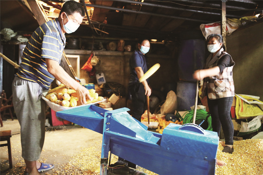 村民正在脫粒.jpg 村民正在脫粒.jpg