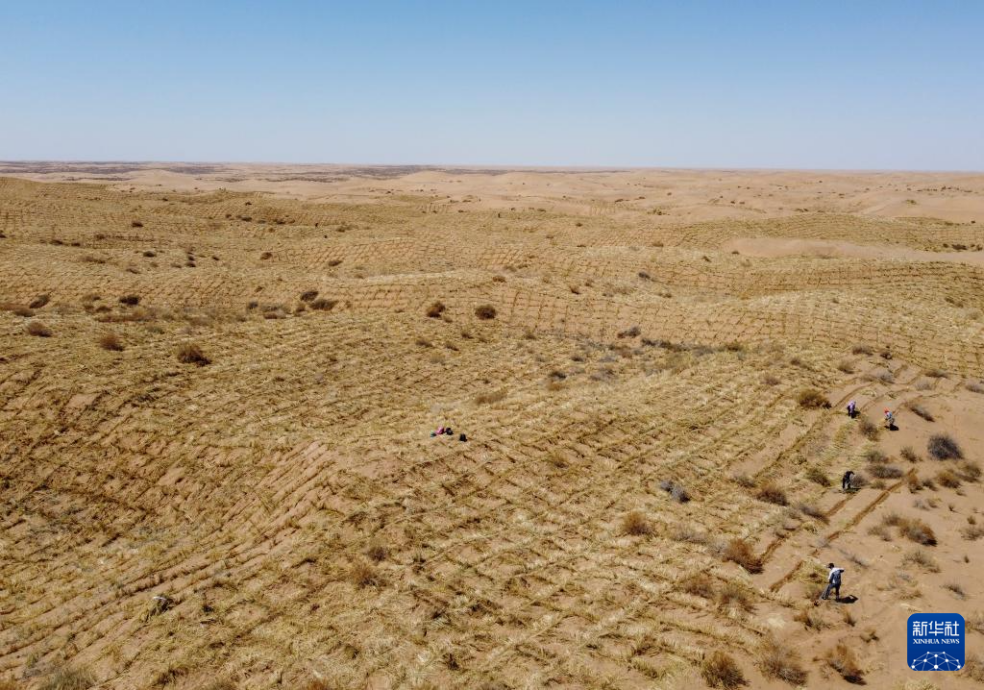 2024年4月10日，群眾在古浪縣八步沙林場麻黃塘沙區(qū)用草方格壓沙。新華社發(fā)（無人機照片）
