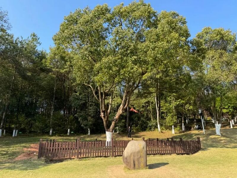 習(xí)近平同志為福建省長(zhǎng)汀縣水土保持科教園捐種的香樟樹(shù)。圖源：學(xué)習(xí)時(shí)報(bào)