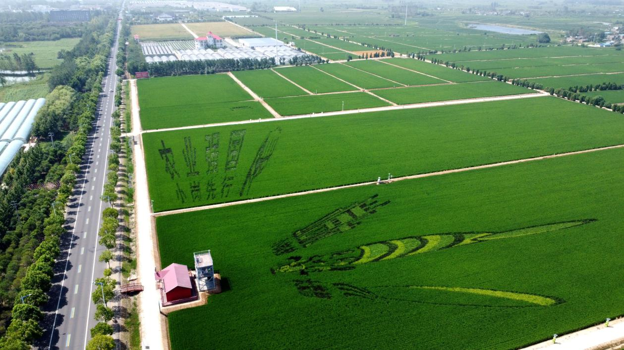 俯瞰小崗村高標準農田。鳳陽縣委宣傳部供圖